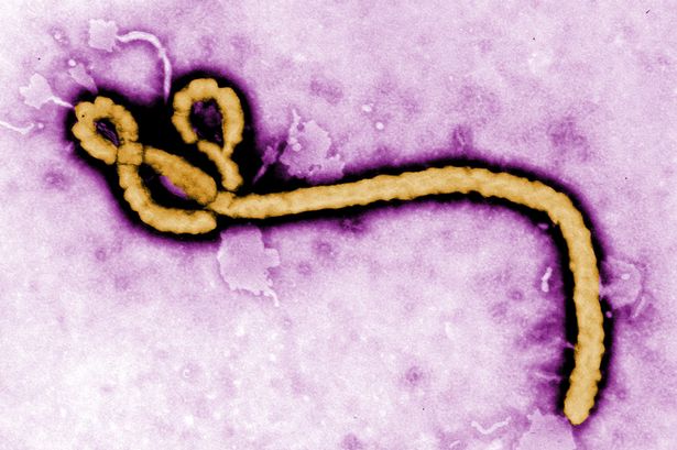 The-Ebola-virus