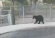 Bear in school grounds euthanized at request of Arizona Game & Fish